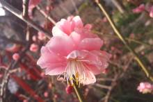 Pualani Lehua Hula studio