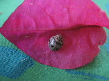 Pualani Lehua Hula studio