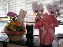 Pualani Lehua Hula studio