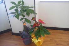 Pualani Lehua Hula studio