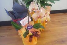 Pualani Lehua Hula studio