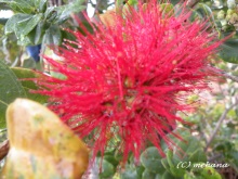 Pualani Lehua Hula studio