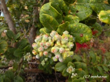 Pualani Lehua Hula studio