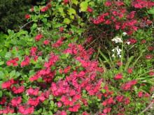 Pualani Lehua Hula studio