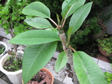 Pualani Lehua Hula studio