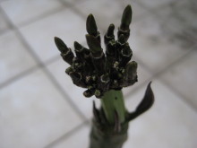 Pualani Lehua Hula studio