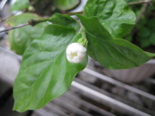 Pualani Lehua Hula studio