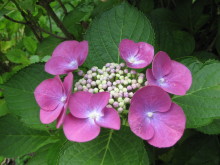 Pualani Lehua Hula studio