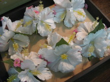 Pualani Lehua Hula studio