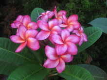 Pualani Lehua Hula studio