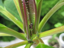 Pualani Lehua Hula studio