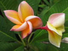Pualani Lehua Hula studio