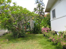 Pualani Lehua Hula studio