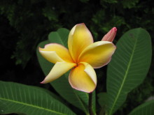 Pualani Lehua Hula studio