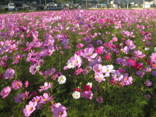 Pualani Lehua Hula studio