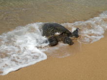 Pualani Lehua Hula studio
