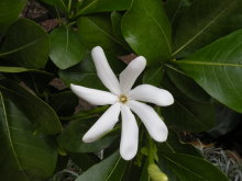 Pualani Lehua Hula studio