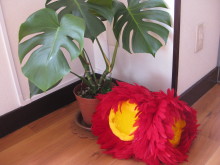 Pualani Lehua Hula studio